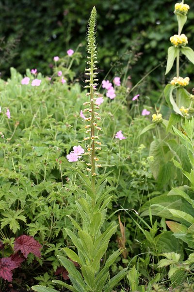 Digitalis viridiflora