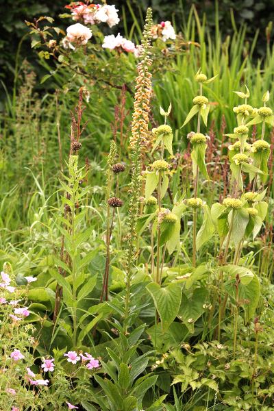 Digitalis viridiflora