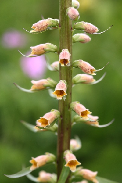 Digitalis viridiflora