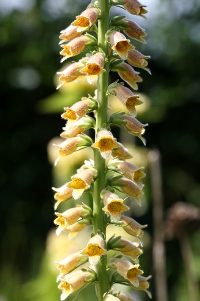 Digitalis viridiflora