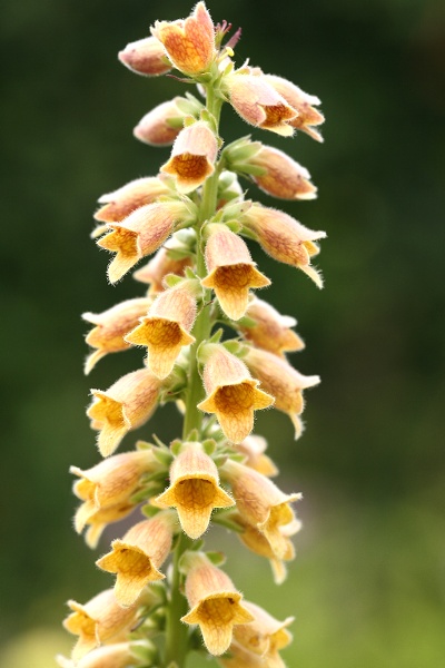 Digitalis viridiflora
