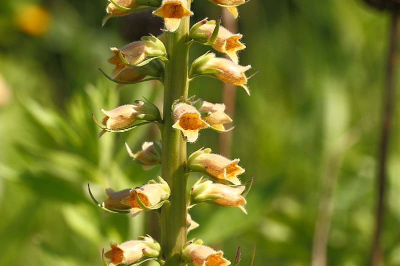 Digitalis viridiflora