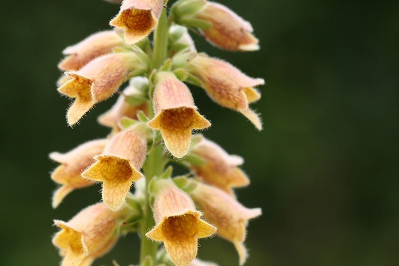 Digitalis viridiflora