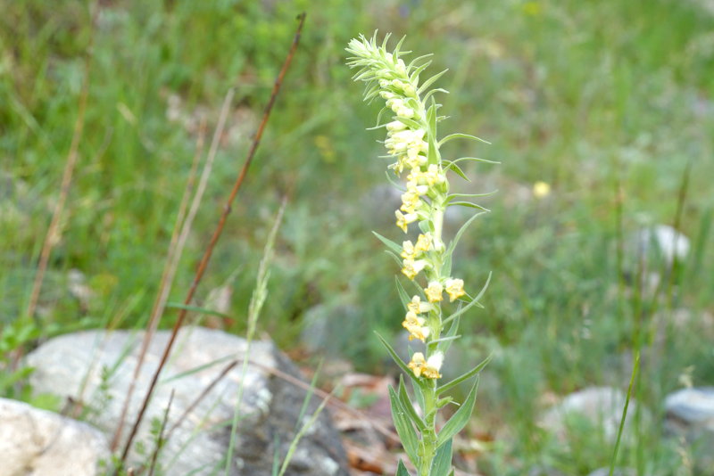Digitalis viridiflora