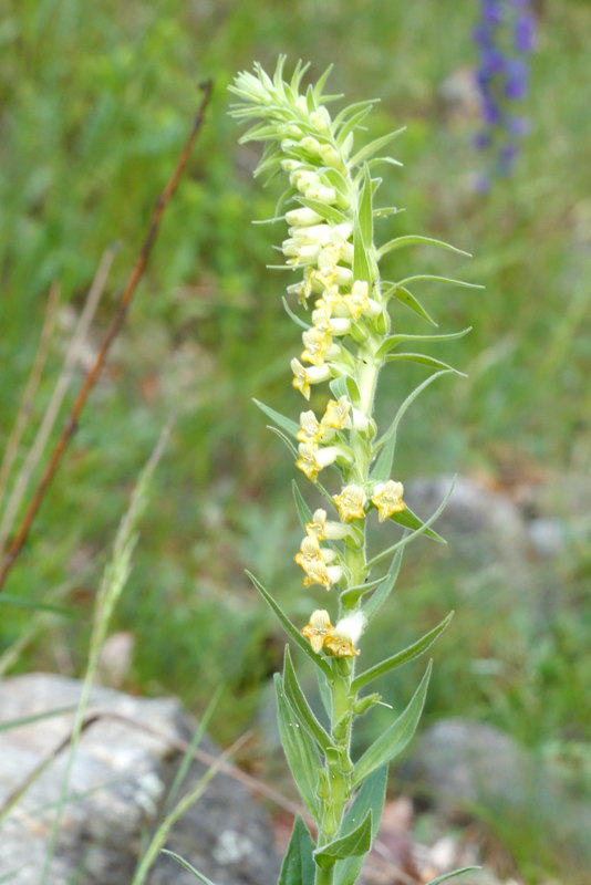 Digitalis viridiflora