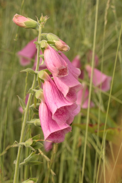 Digitalis x Mertonensis