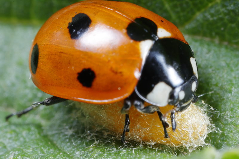 Dinocampus coccinellae, fresh cocoon