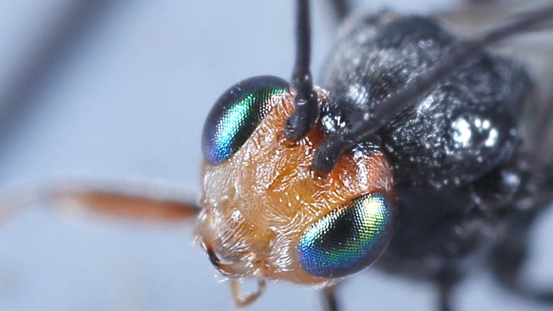 Dinocampus coccinellae