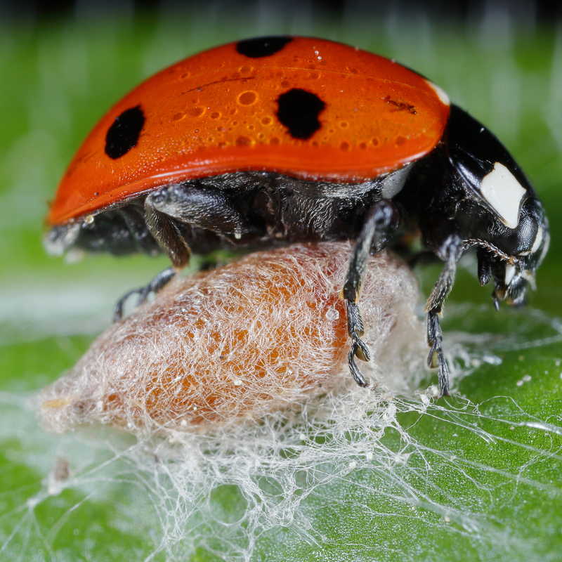 Dinocampus coccinellae, older cocoon