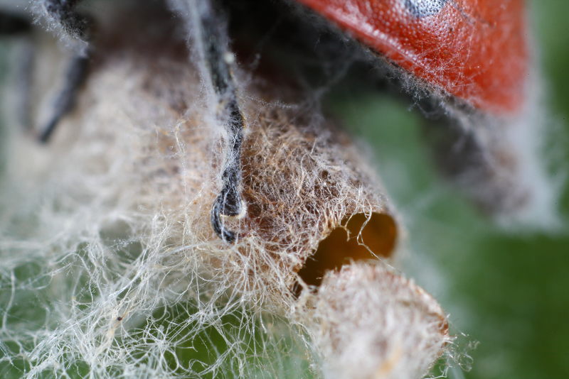 Dinocampus coccinellae, empty cocoon