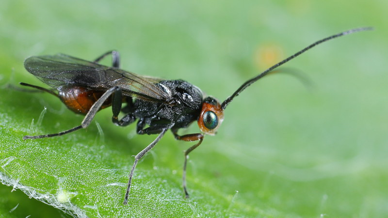 Dinocampus coccinellae, mature female