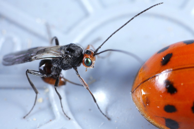 Dinocampus coccinellae
