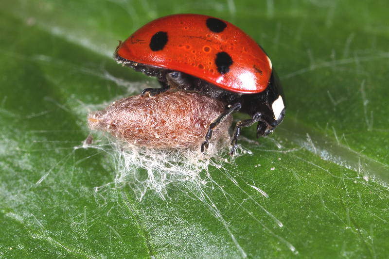 Dinocampus coccinellae, older cocoon