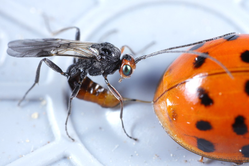 Dinocampus coccinellae, egg laying