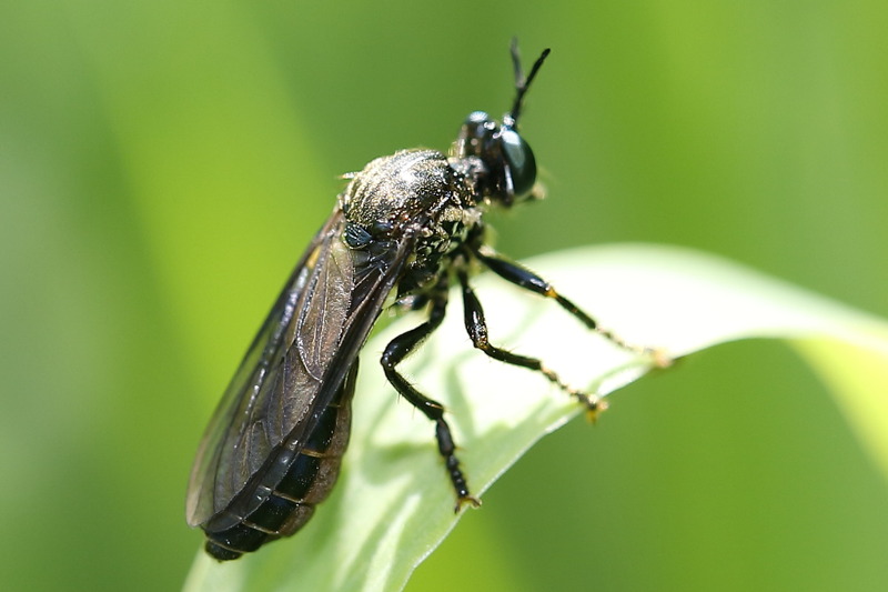 Zwarte bladjager, Dioctria atricapilla