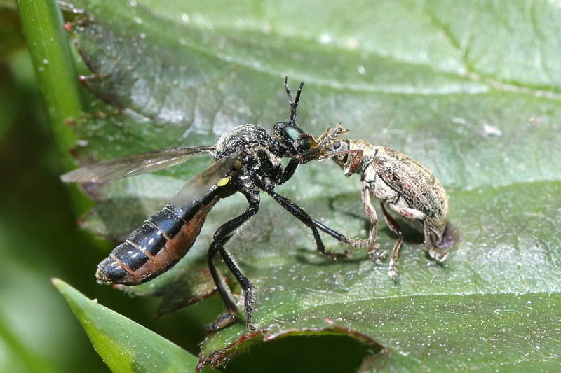 Zwarte bladjager, Dioctria atricapilla &female;