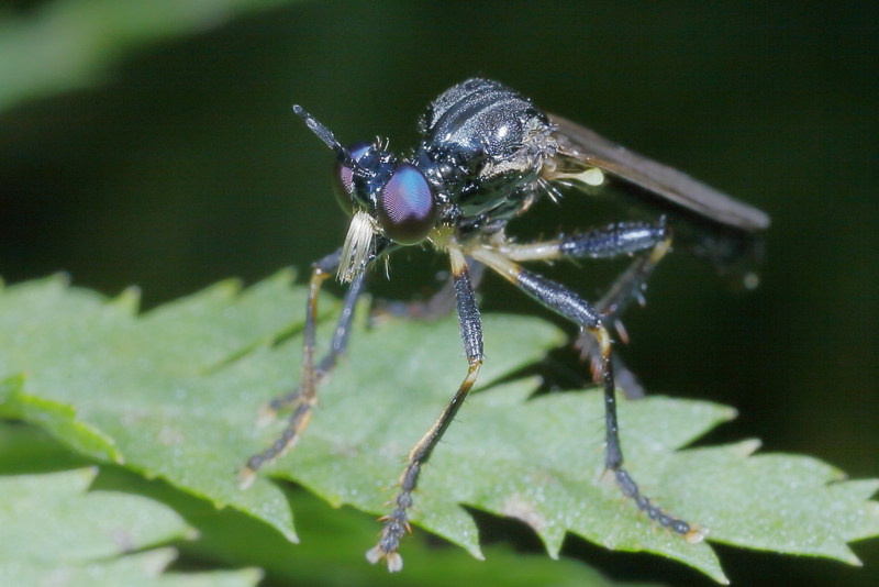 Glimmende bladjager, Dioctria cothurnata