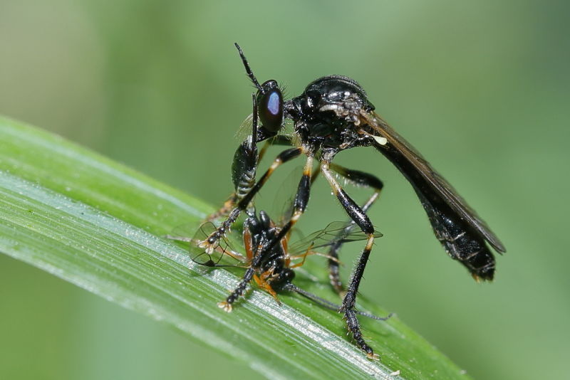 Glimmende bladjager, Dioctria cothurnata &male;