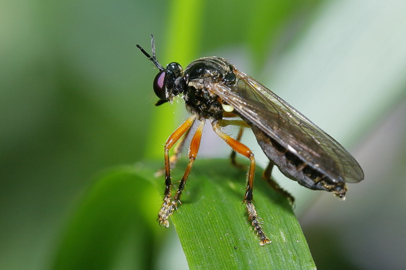 Glimmende bladjager, Dioctria cothurnata ♀