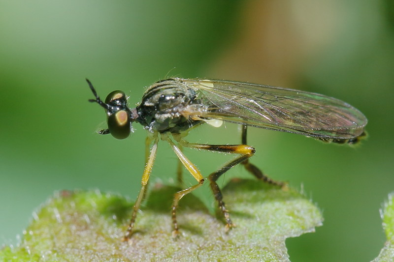 Dioctria linearis
