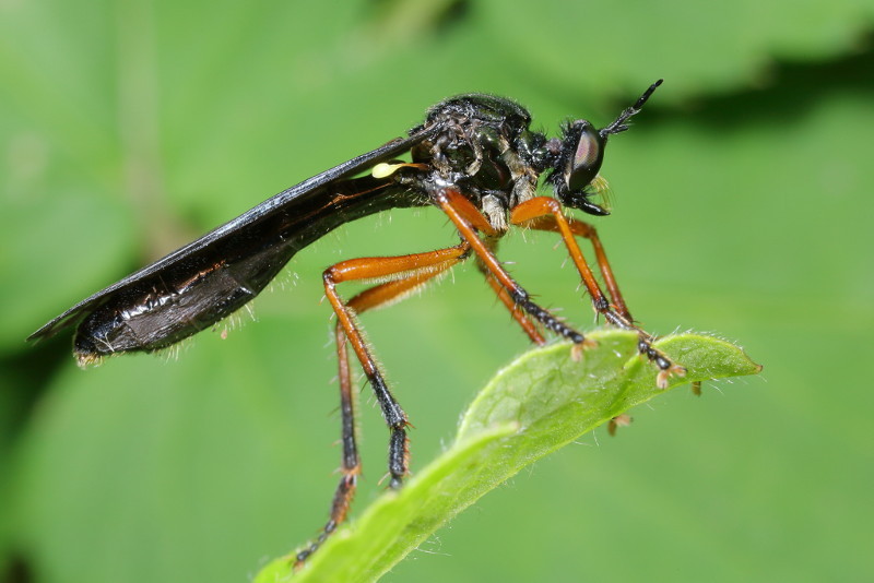 Zwartvlerkbladjager, Dioctria oelandica