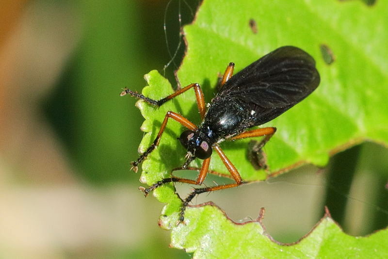 Zwartvlerkbladjager, Dioctria oelandica