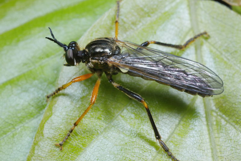 Knobbelbladjager, Dioctria rufipes