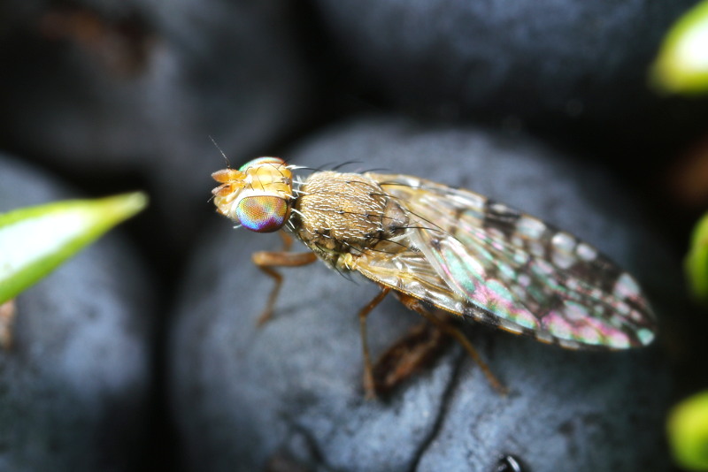 Tandzaadboorvlieg, Dioxyna bidentis