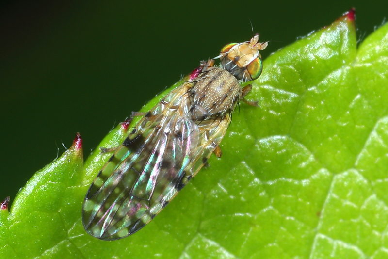 Tandzaadboorvlieg, Dioxyna bidentis