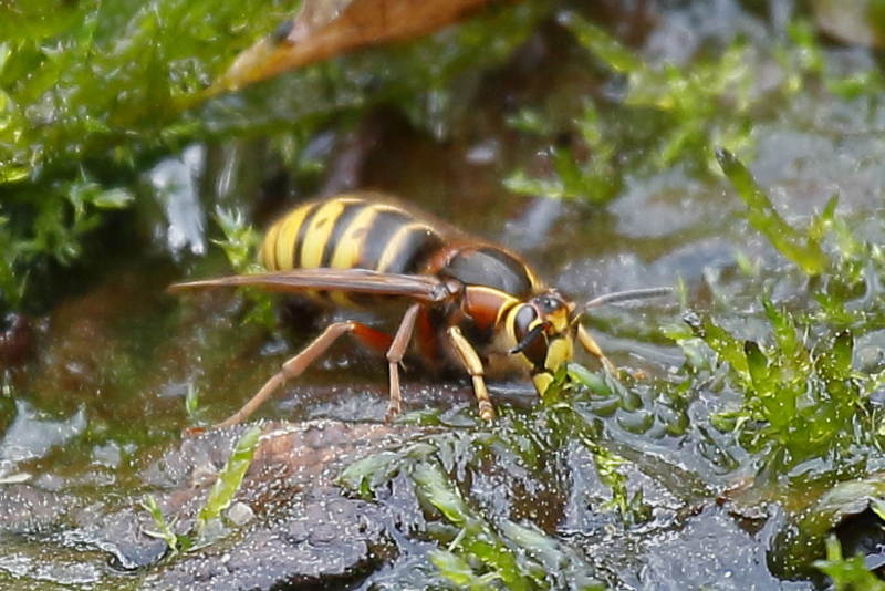 Drinkende middelste wesp, koningin, Dolichovespula media