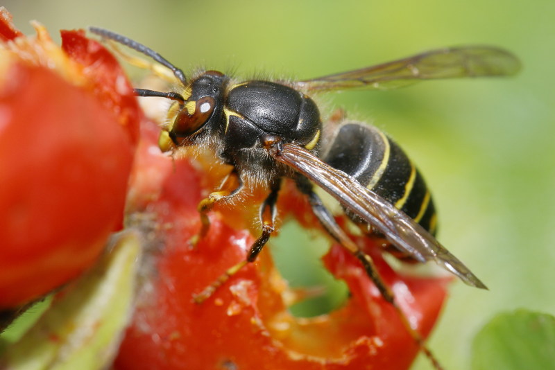 Middelste wesp, werkster, Dolichovespula media
