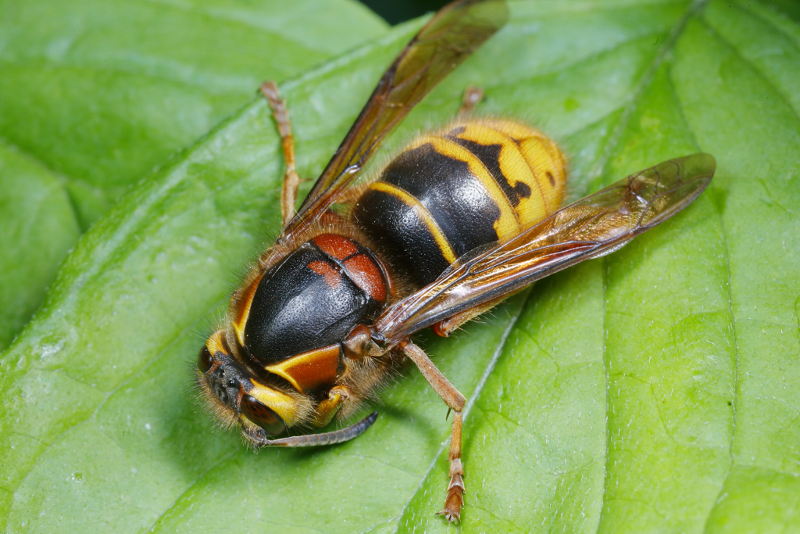 Middelste wesp, koningin, Dolichovespula media