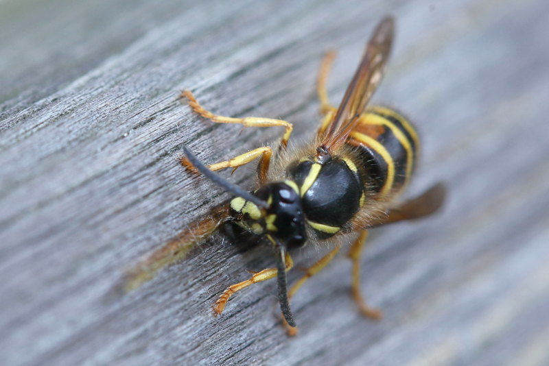 Noorse wesp, Dolichovespula norwegica