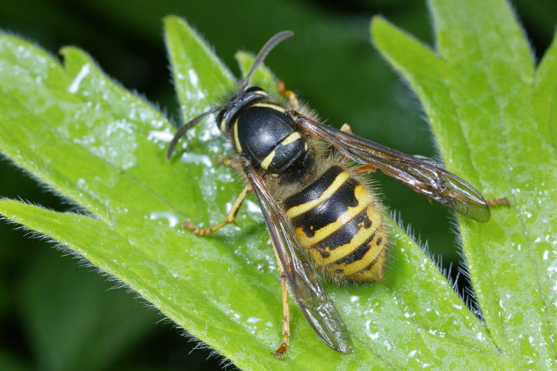 Saksische wesp, Dolichovespula saxonica