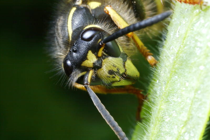 Saksische wesp, Dolichovespula saxonica