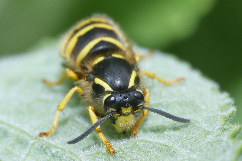 Boswesp, Dolichovespula sylvestris
