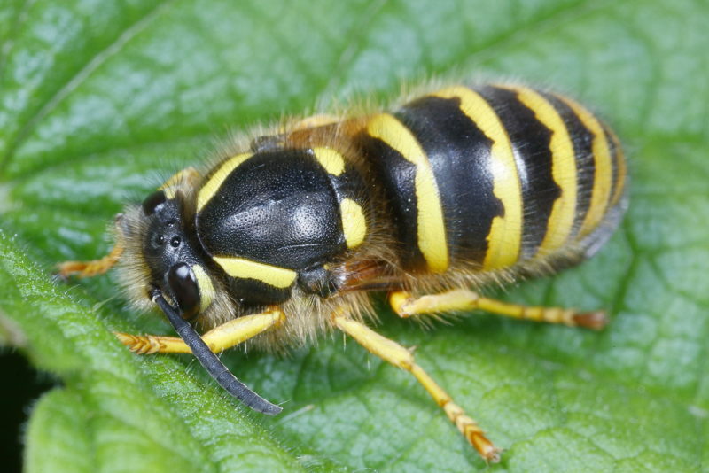 Boswesp, Dolichovespula sylvestris