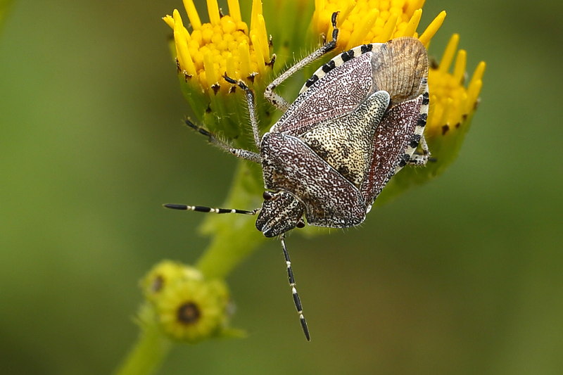 Dolycoris baccarum, Bessenschildwants