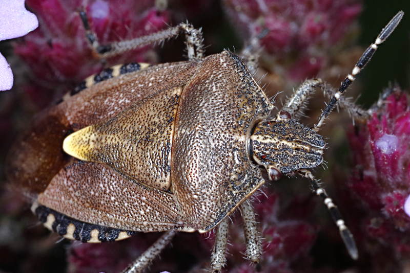 Dolycoris baccarum, Bessenschildwants