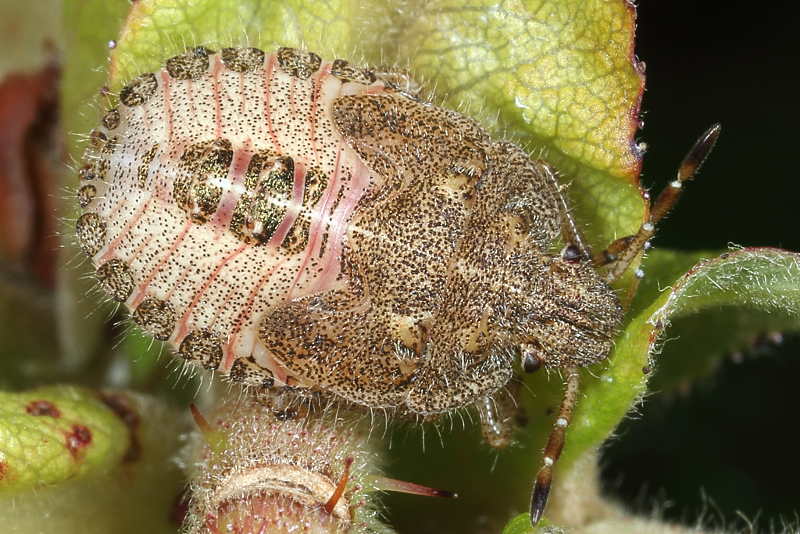 Dolycoris baccarum, Bessenschildwants, juveniel