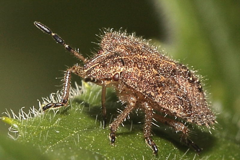 Dolycoris baccarum, Bessenschildwants, juveniel