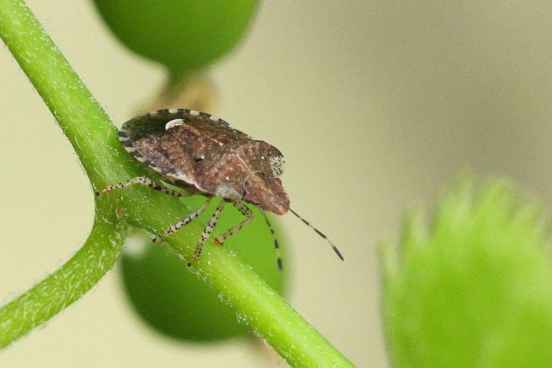 Dyroderes umbraculatus, Kleefkruidschildwants