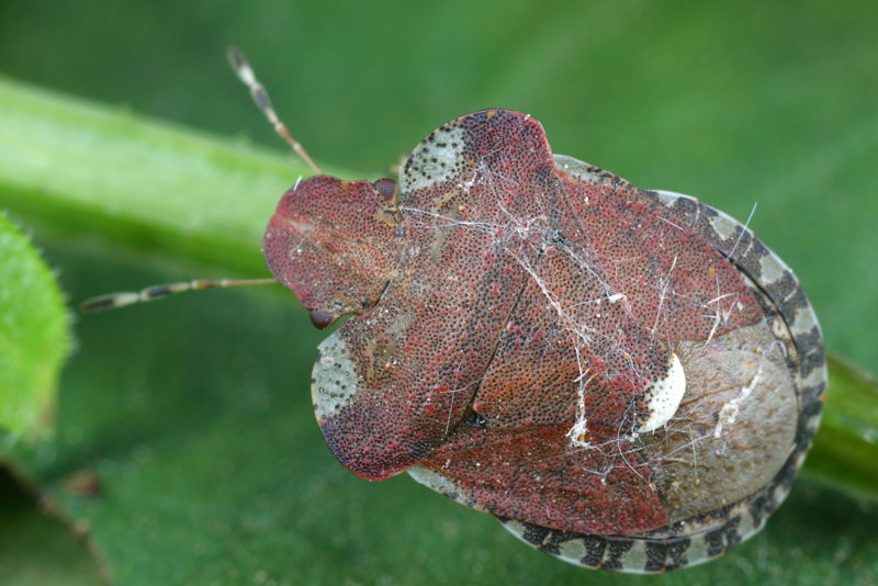 Dyroderes umbraculatus, Kleefkruidschildwants