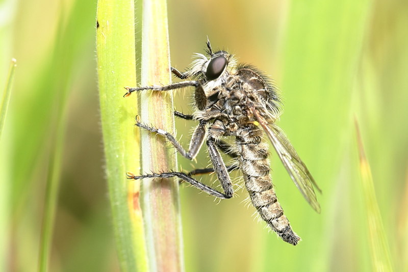 Borstelroofvlieg, Dysmachus trigonus