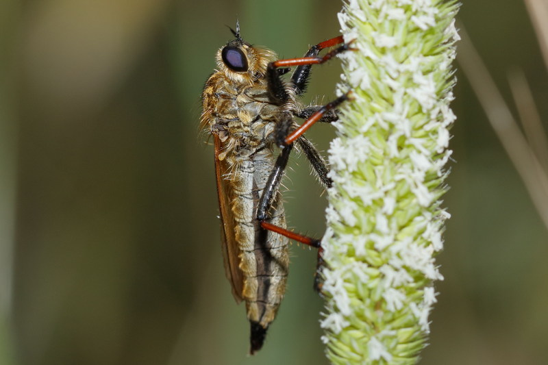 Echthistus rufinervis