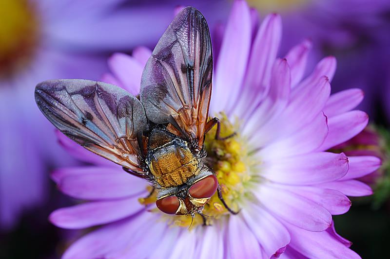 Ectophasia crassipennis, ♂