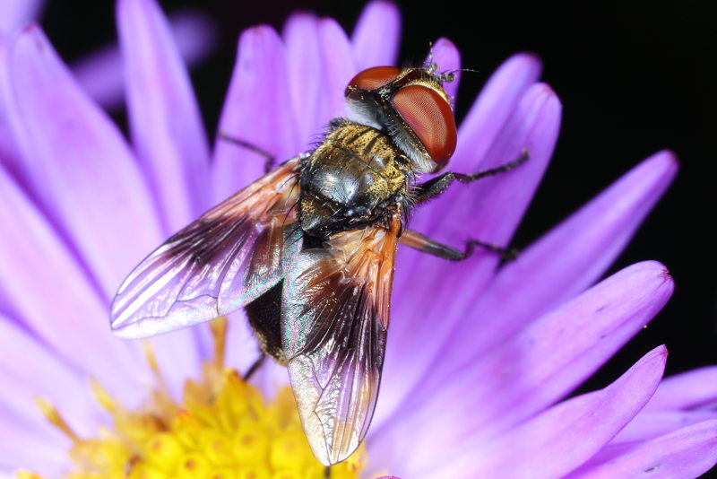 Ectophasia crassipennis, ♂