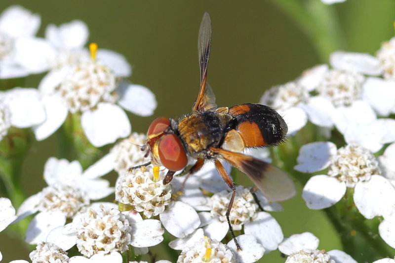 Ectophasia crassipennis, &female;