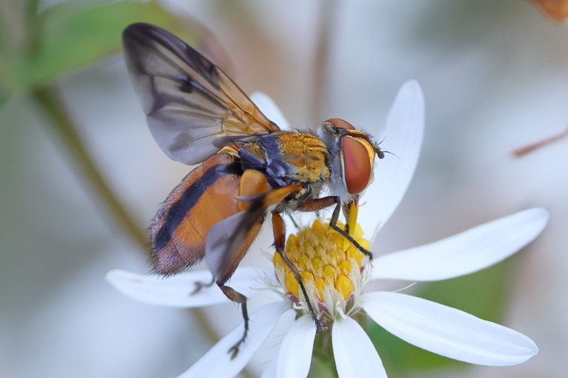 Ectophasia crassipennis