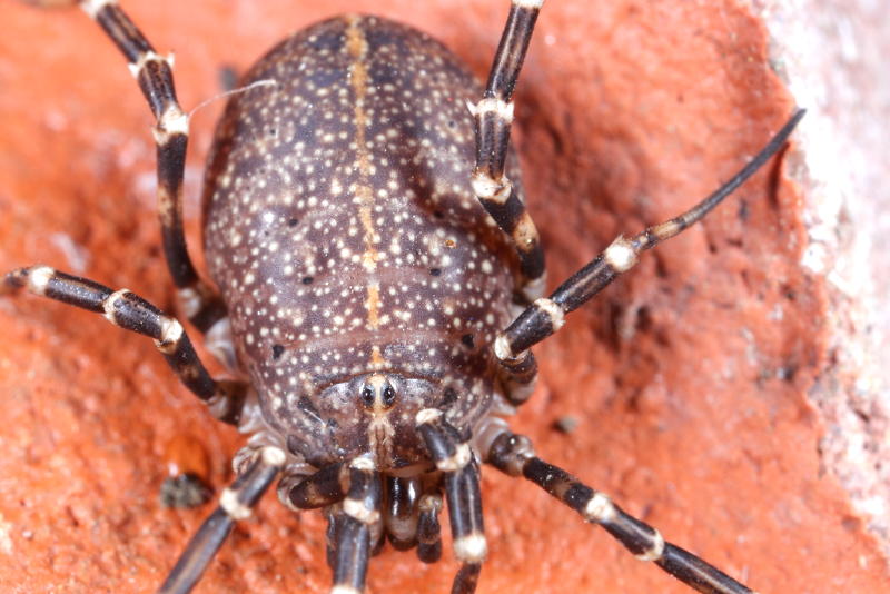 Egaenus convexus ♀ subadult